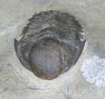 Rare Bulbous Nosed Actinopeltis Trilobite - #21536-3